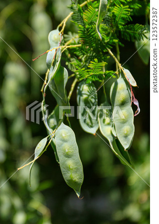北海道岩見澤市含羞草（銀荊樹）果實 [5 月] 123572387