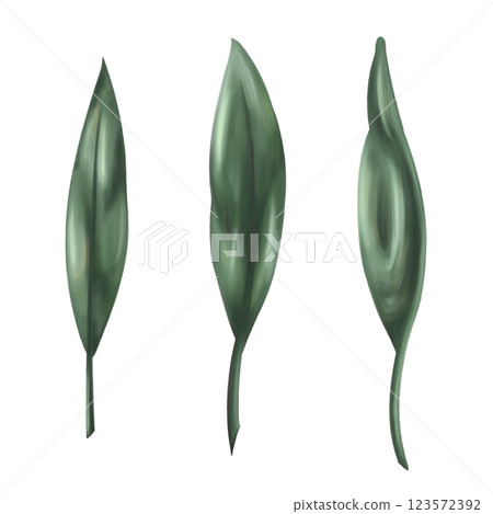 Set of orange leaves green color to create organic botanical seasonal cozy decor. Sustainable celebration of natural recyclable material, plastic free concept. Isolated botanical illustration Set of orange leaves green color to create organic botanical seasonal cozy decor. Sustainable celebration of natural recyclable material, plastic free concept. Isolated botanical illustration 123572392