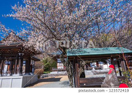 梅花名勝:光雲寺 - 寺內盛開的梅花 梅花名勝:光雲寺 - 寺內盛開的梅花 123572419