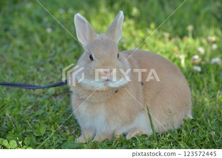 Neu (German for neu), a Netherland Dwarf lynx, resting in the shade of a tree in May 123572445