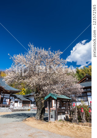 Plum blossoms blooming in the grounds of Kounji Temple, a temple in early spring Plum blossoms blooming in the grounds of Kounji Temple, a temple in early spring 123572565