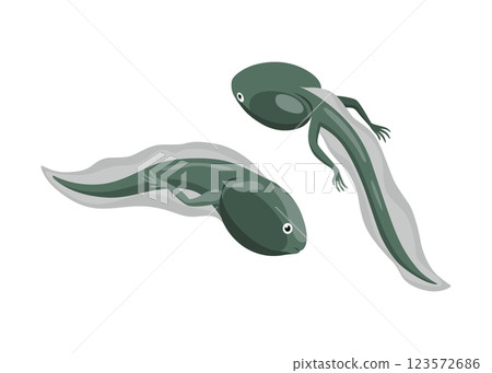 Frog life cycle stage. Tadpole. Wild water animal, development toads. Amphibian illustration. Hand drawn colorful diagram on white background Frog life cycle stage. Tadpole. Wild water animal, development toads. Amphibian illustration. Hand drawn colorful diagram on white background 123572686