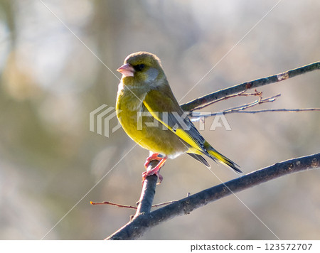 Portrait of European greenfinch or Chloris chloris bird sitting on tree branch. European greenfinch or Chloris chloris common greenfinch songbird. Birdwatching concept 123572707