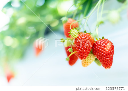 草莓採摘草莓 123572771