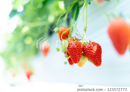草莓採摘草莓 123572773