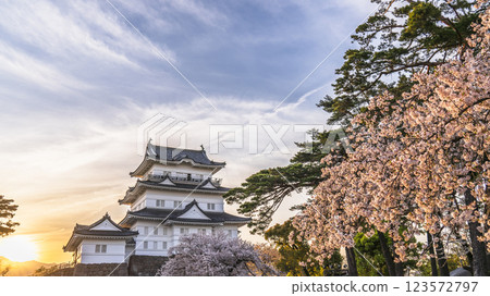 Spring at Odawara Castle Park: Cherry blossoms in full bloom and the castle tower at dusk [Odawara City, Kanagawa Prefecture] 123572797