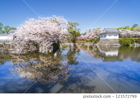小田原城公園的春天：護城河畔的櫻花盛開[神奈川縣小田原市] 123572799