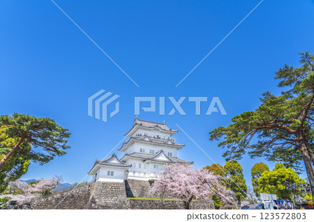 春天的小田原城：藍天與櫻花相映成趣的天守閣【神奈川縣小田原市】 123572803