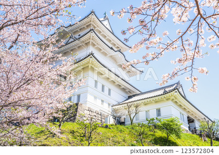 春天的小田原城：藍天映襯下的天守閣和櫻花[神奈川縣小田原市] 123572804