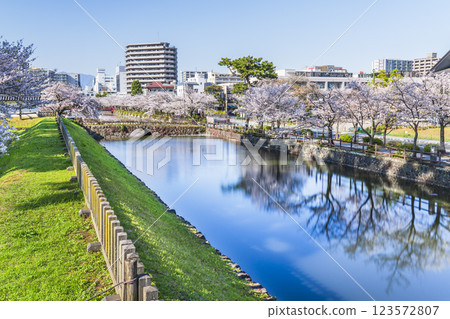 Spring at Odawara Castle Park: Cherry blossoms lined the Ohori-dori street [Odawara City, Kanagawa Prefecture] 123572807