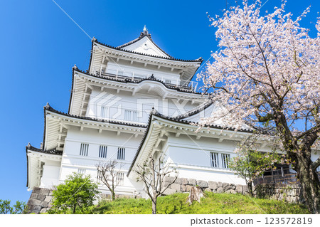 小田原城的春天景：藍天下的天守閣與櫻花[神奈川縣小田原市] 123572819