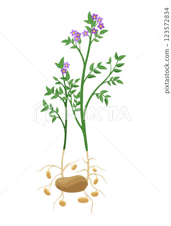 Potatoes plant growing process. Plants isolated on white background. Potato growth stage, planting process, plant life cycle infographic elements in flat design 123572834