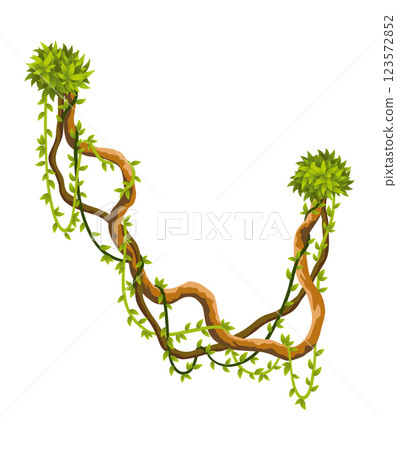 Liana branch. Twisted wild jungle vine plants. Woody natural tropical rainforest, exotic botany element. Vector design element 123572852