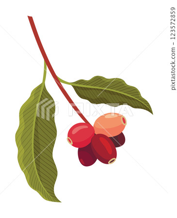 Branch of Coffee Plant with Ripe Edible Fruits Vector illustration Branch of Coffee Plant with Ripe Edible Fruits Vector illustration 123572859