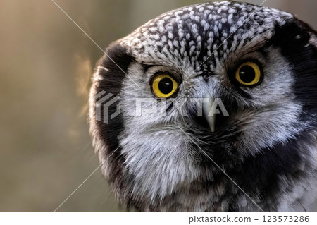Northern hawk-owl (Surnia ulula) close up Northern hawk-owl (Surnia ulula) close up 123573286