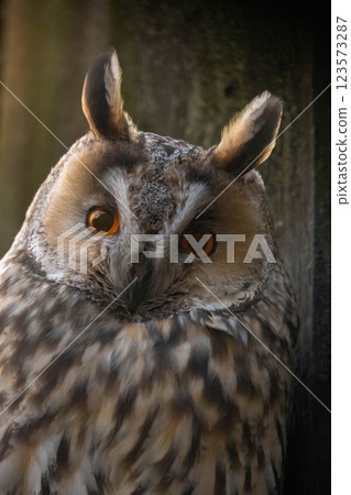 long-eared owl (Asio otus) close up 123573287