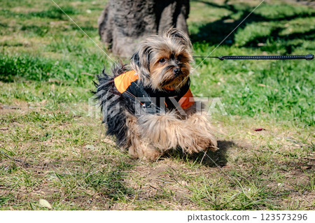dog sitting in the park 123573296