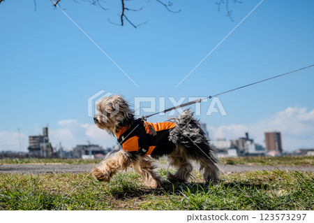Dog walking in the park 123573297