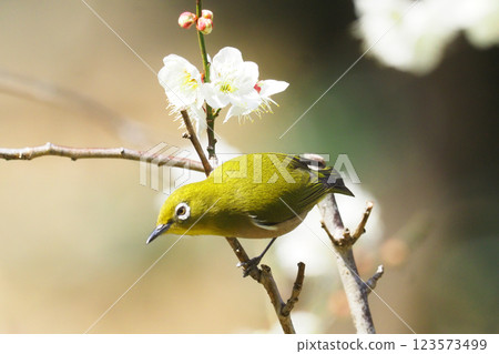 Mejiro和梅花 123573499