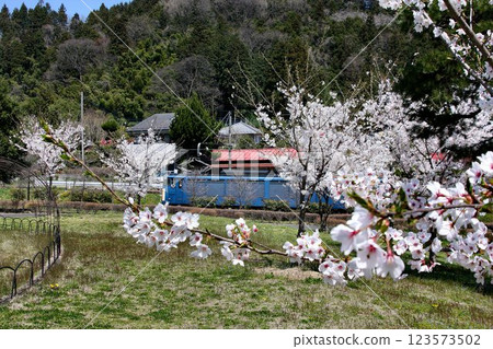 Let the whistle ring out!! The majestic figure of the past is still seen today... Cherry blossoms and mountain pass Sherpa "EF63 electric locomotive" 123573502