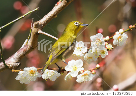 Mejiro和梅花 123573593