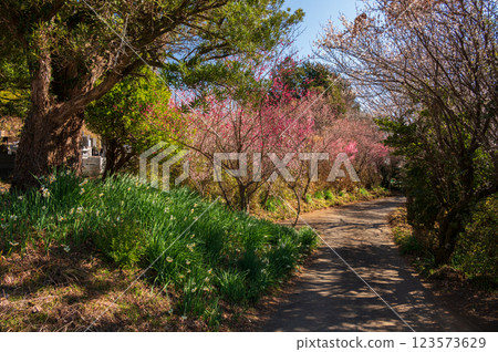 The approach to Kounji Temple: A path lined with flowers in early spring 123573629
