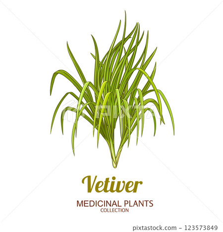 Vetiver Plant Colored Detailed Illustration 123573849