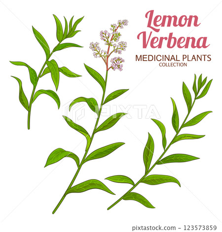 Lemon Verbena Branch Colored Detailed Illustration 123573859