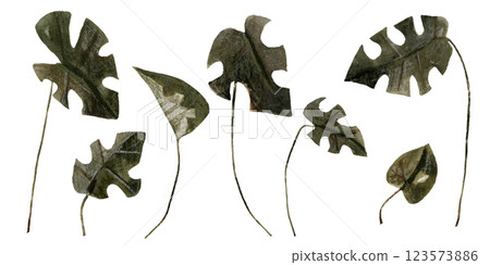 Watercolor set with jungle monstera leaves, isolated on white. Botanical clip art hand drawn with watercolor and pencil. mixed media 123573886