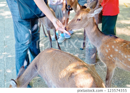 Deer eating food 123574355