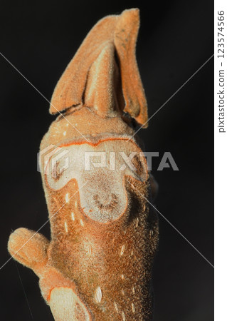 Crab leaves and winter buds Crab leaves and winter buds 123574566