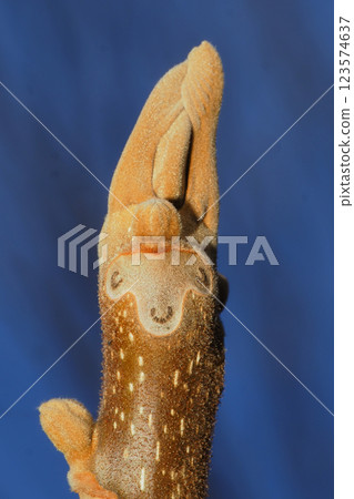 蟹葉和冬芽 蟹葉和冬芽 123574637