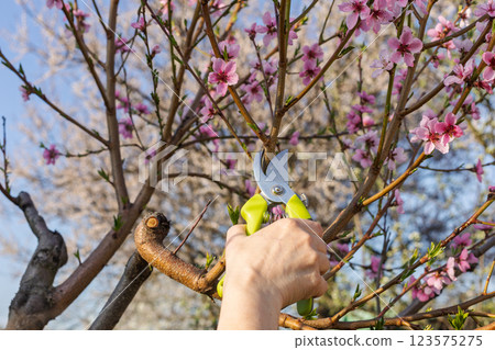 Female gardener with a pruner shears the nectarine tree. 123575275