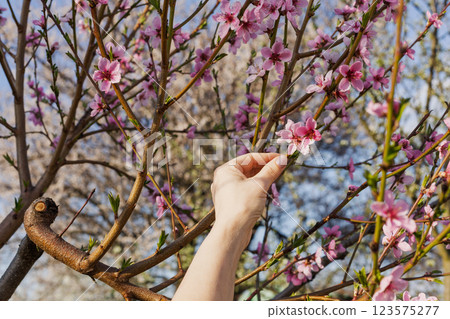 Branches of peach tree in the period of spring flowering. 123575277