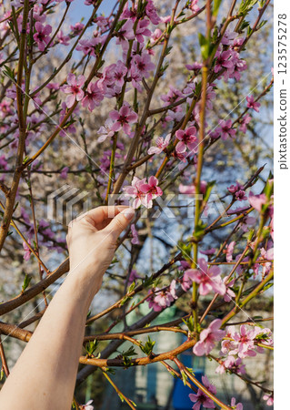 Branches of peach tree in the period of spring flowering. Branches of peach tree in the period of spring flowering. 123575278