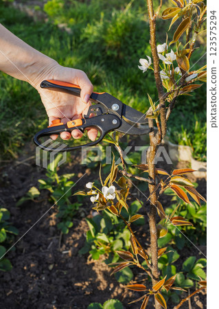 Female farmer with a pruner shears the pear tree. 123575294