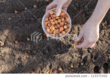 Close-up hands of a female gardener planting onion in the garden. 123575302