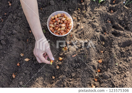Female gardener is planting onion on the garden bed. 123575306