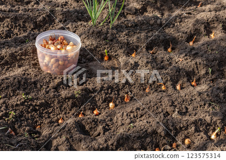 Planting onions in the garden in the spring season. 123575314