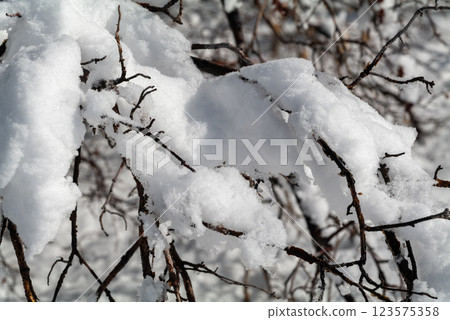 Tree branches covered with white frost against a blue sky in State Utah. Winter background 123575358