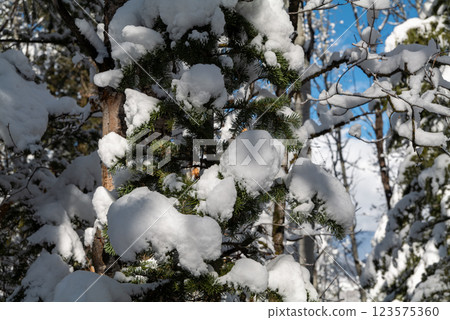Tree branches covered with white frost against a blue sky in State Utah. Winter background 123575360