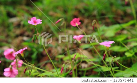 酢漿草(Oxalis orbiculatus)小粉紅花朵的特寫 酢漿草(Oxalis orbiculatus)小粉紅花朵的特寫 123575441
