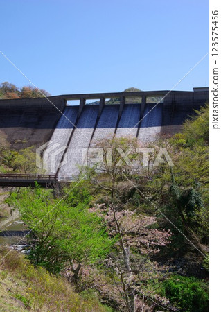 兵庫縣南淡路市大日川水壩櫻花盛開 123575456