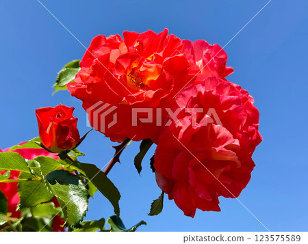 Bright red roses blooms against sky 123575589