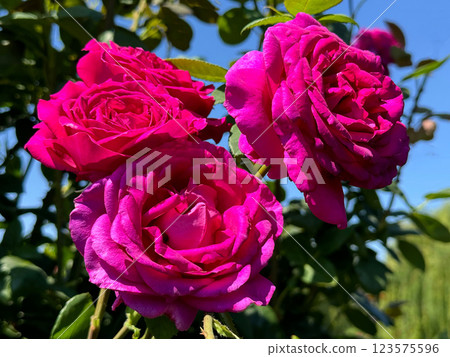 Roses bright pink beautiful flowers 123575596