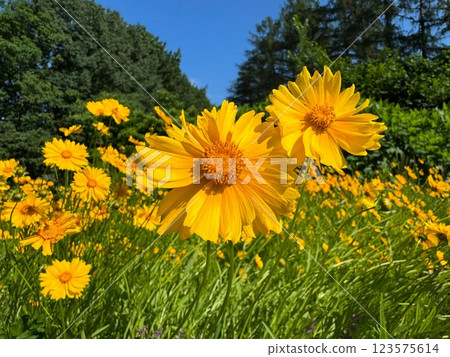 Yellow flowers tickseed in the meadow grass 123575614