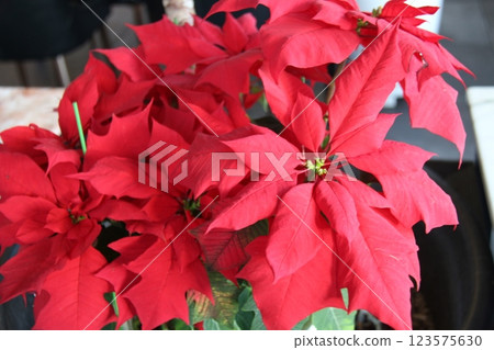 red flowers of poinsettia red flowers of poinsettia 123575630