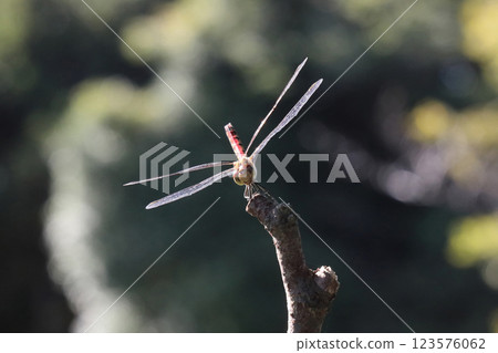 停止在分支的紅色蜻蜓 123576062