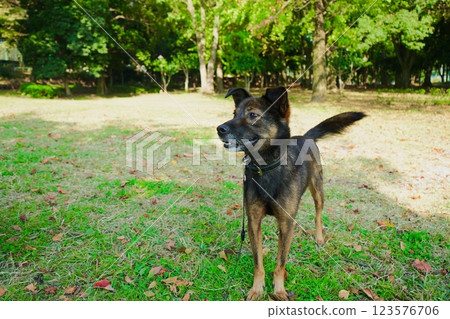在陽光明媚的公園和一隻黑狗 在陽光明媚的公園和一隻黑狗 123576706
