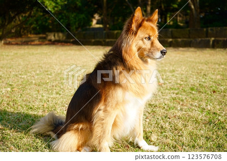陽光明媚的公園裡一隻快樂的牧羊犬 陽光明媚的公園裡一隻快樂的牧羊犬 123576708